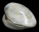 Polished Fossil Clam - Small Size #5291-1